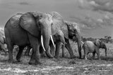 Elephants family Poster och Canvastavla