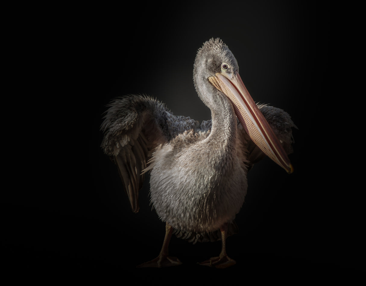 pelican Poster och Canvastavla