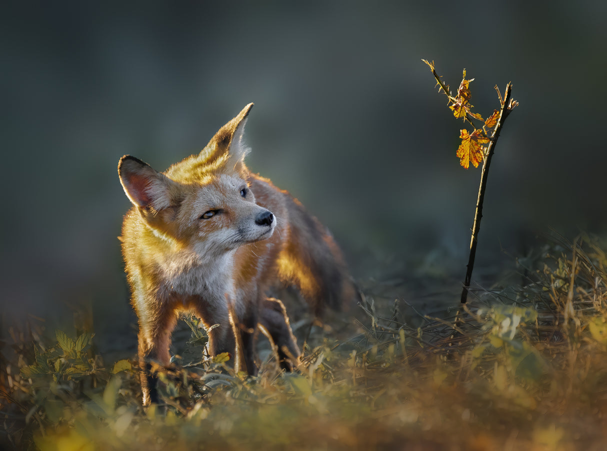 Enjoying Fall Foliage Poster och Canvastavla