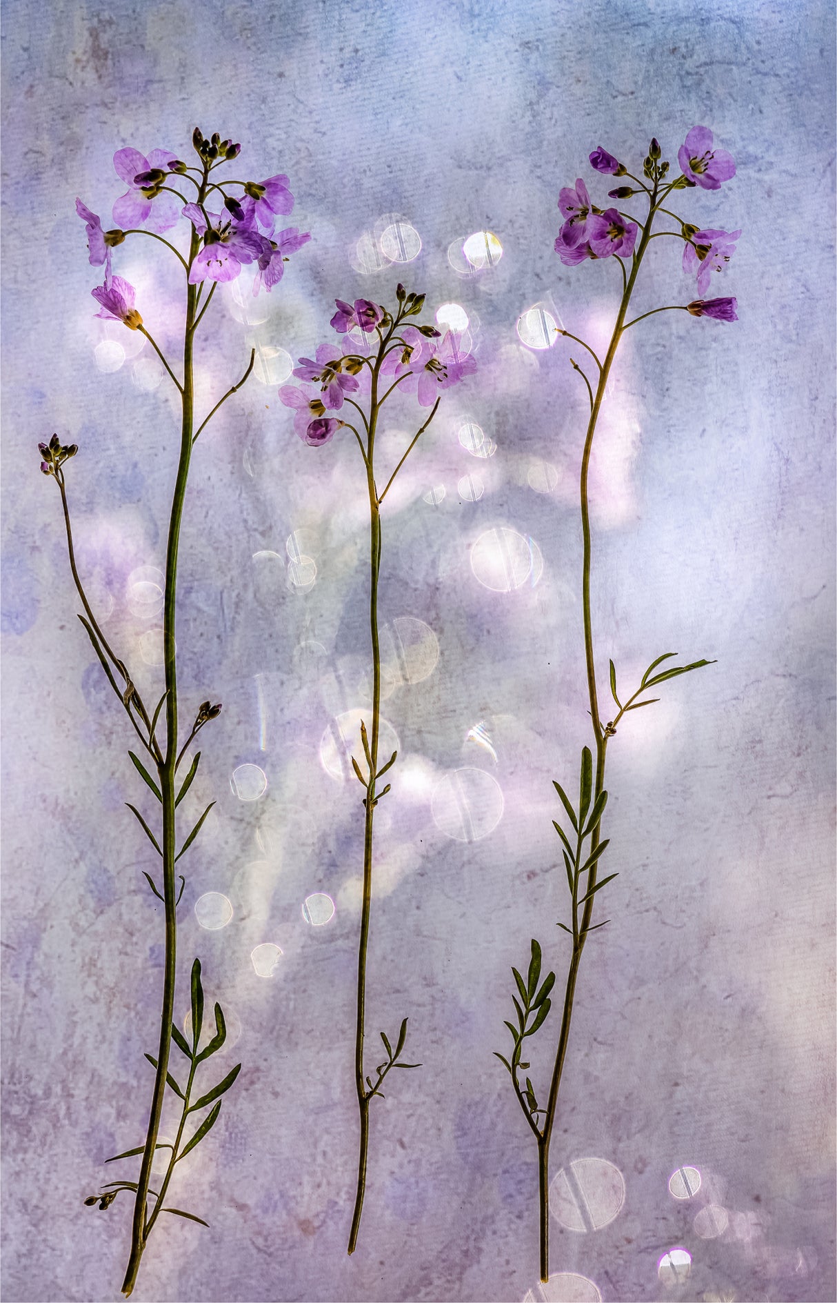 three fragile beauties Poster och Canvastavla
