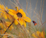 colors of summer Poster och Canvastavla
