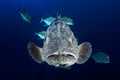 Face to face with a potato grouper Poster och Canvastavla