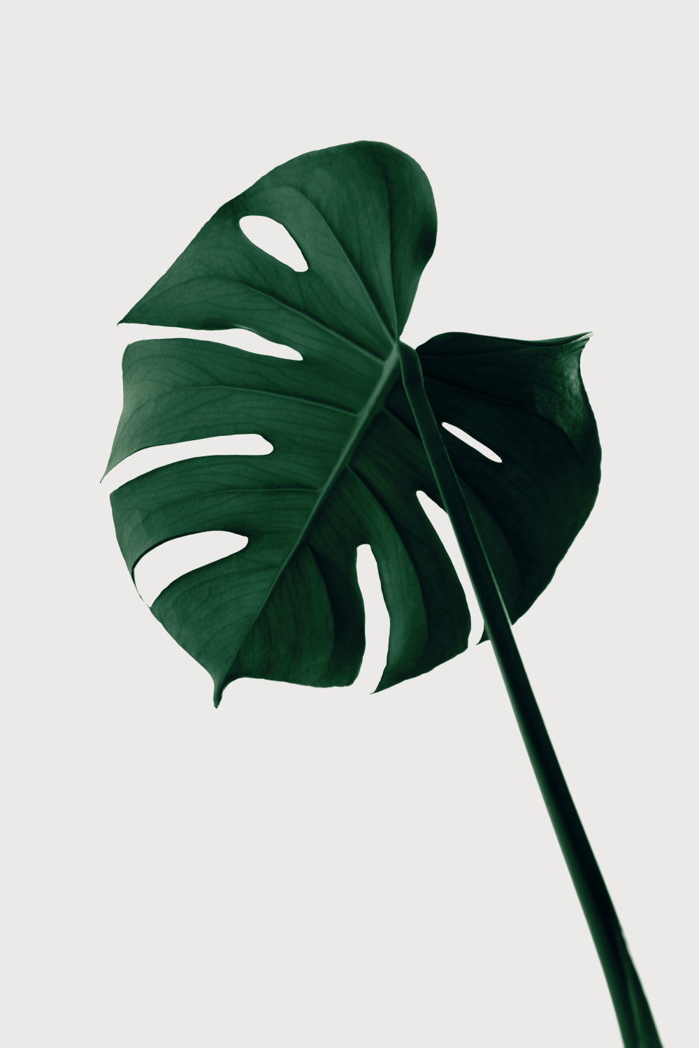 Monstera Natural 07 Poster och Canvastavla