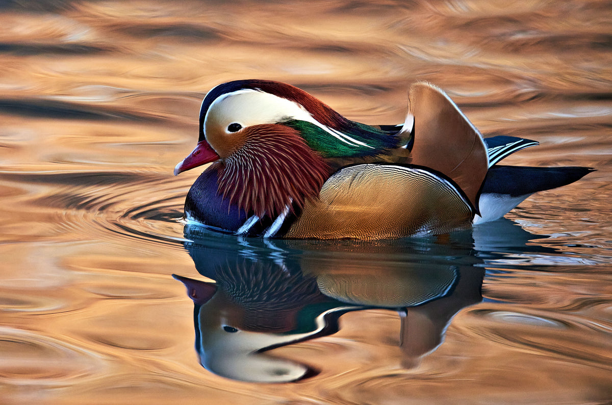 Mandarin duck Poster och Canvastavla