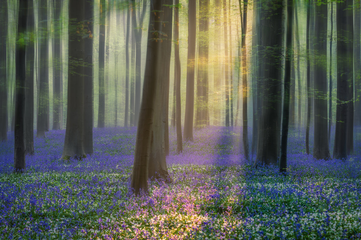 Daydreaming of Bluebells Poster och Canvastavla