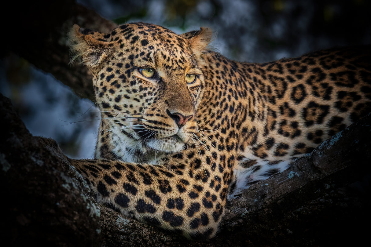 The Leopard Poster och Canvastavla