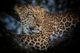The Leopard Poster och Canvastavla