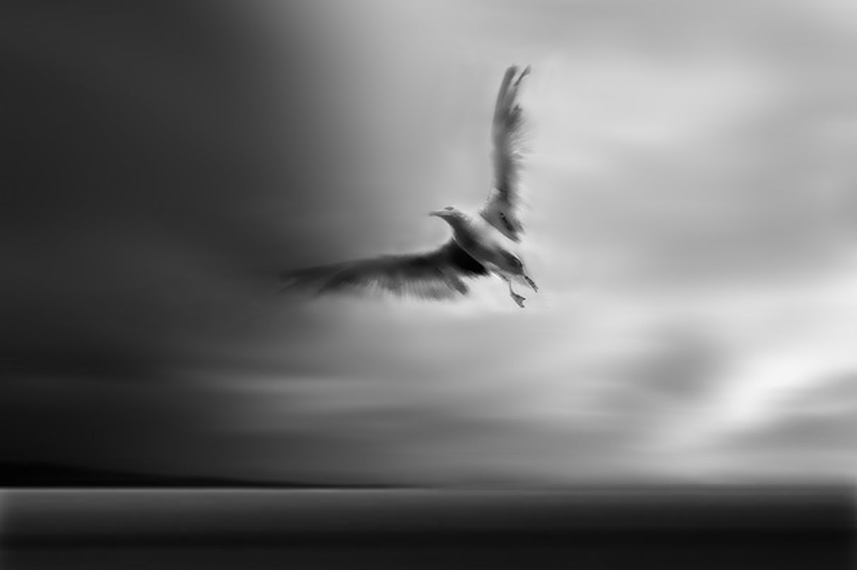 Fly away with me Poster och Canvastavla