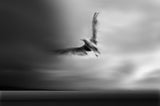 Fly away with me Poster och Canvastavla