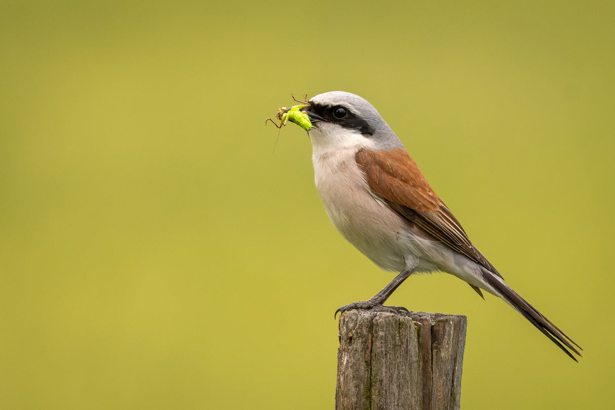 Red-backed Shrike Poster och Canvastavla