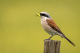 Red-backed Shrike Poster och Canvastavla