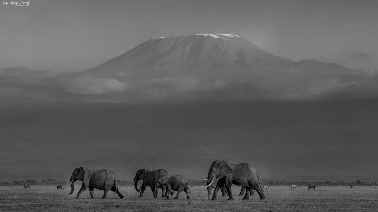 Amboseli Elephants and Mt Kilimanjaro Poster och Canvastavla