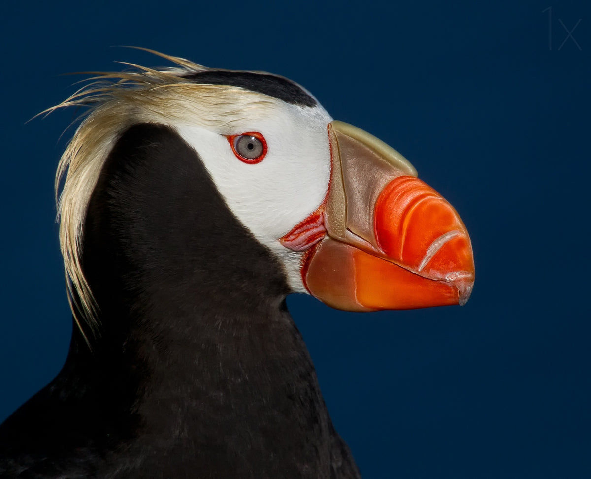 Tufted Puffin Poster och Canvastavla