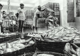 Fish Market Poster och Canvastavla