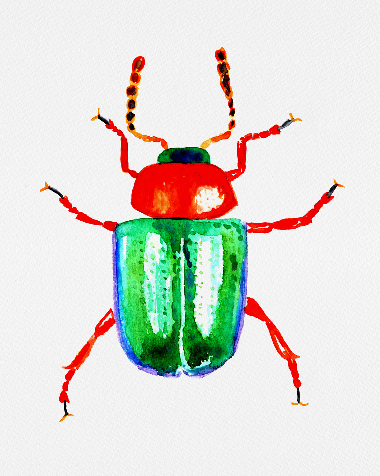 Knotweed beetle or Gastrophysa polygoni Poster och Canvastavla