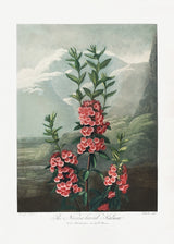 The Narrow–Leaved Kalmia from The Temple of Flora (1807) Poster och Canvastavla