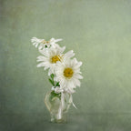 3 White Daisies Poster och Canvastavla