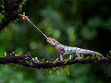 Panther Chameleon Poster och Canvastavla