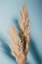 Pampas Grass Blue Poster och Canvastavla