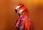Flamingo Portrait Poster och Canvastavla