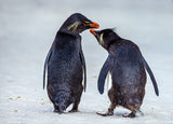 Rockhopper Penguins Chinwag Poster och Canvastavla