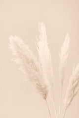 Pampas Grass Beige 06 Poster och Canvastavla