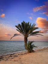 palm beach Poster och Canvastavla