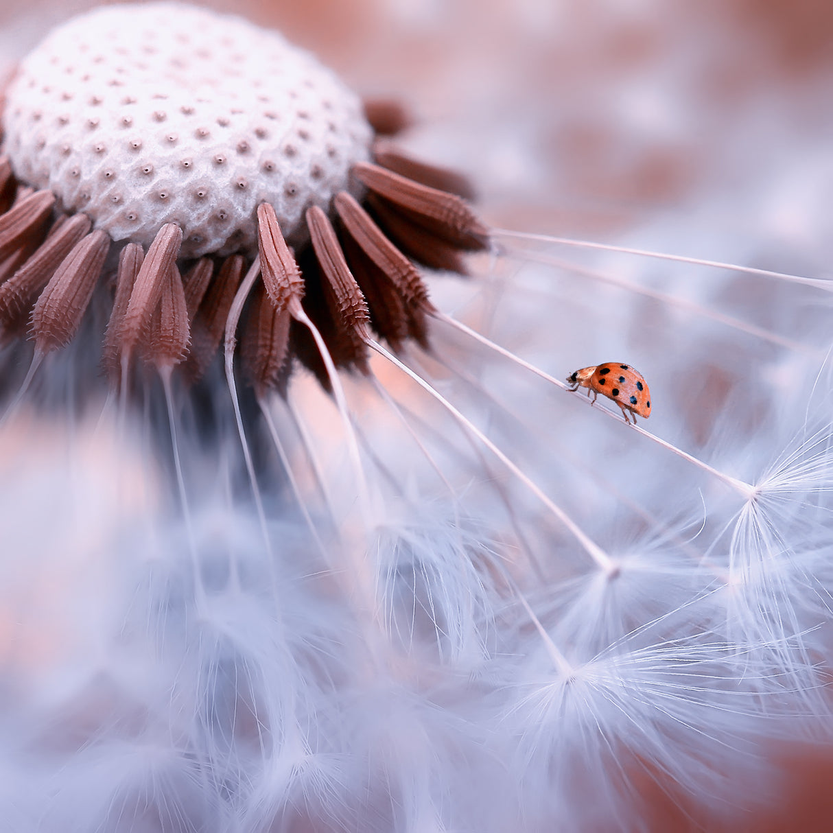 Ladybug on the mushrooms Poster och Canvastavla