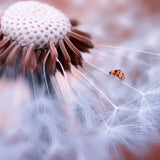 Ladybug on the mushrooms Poster och Canvastavla