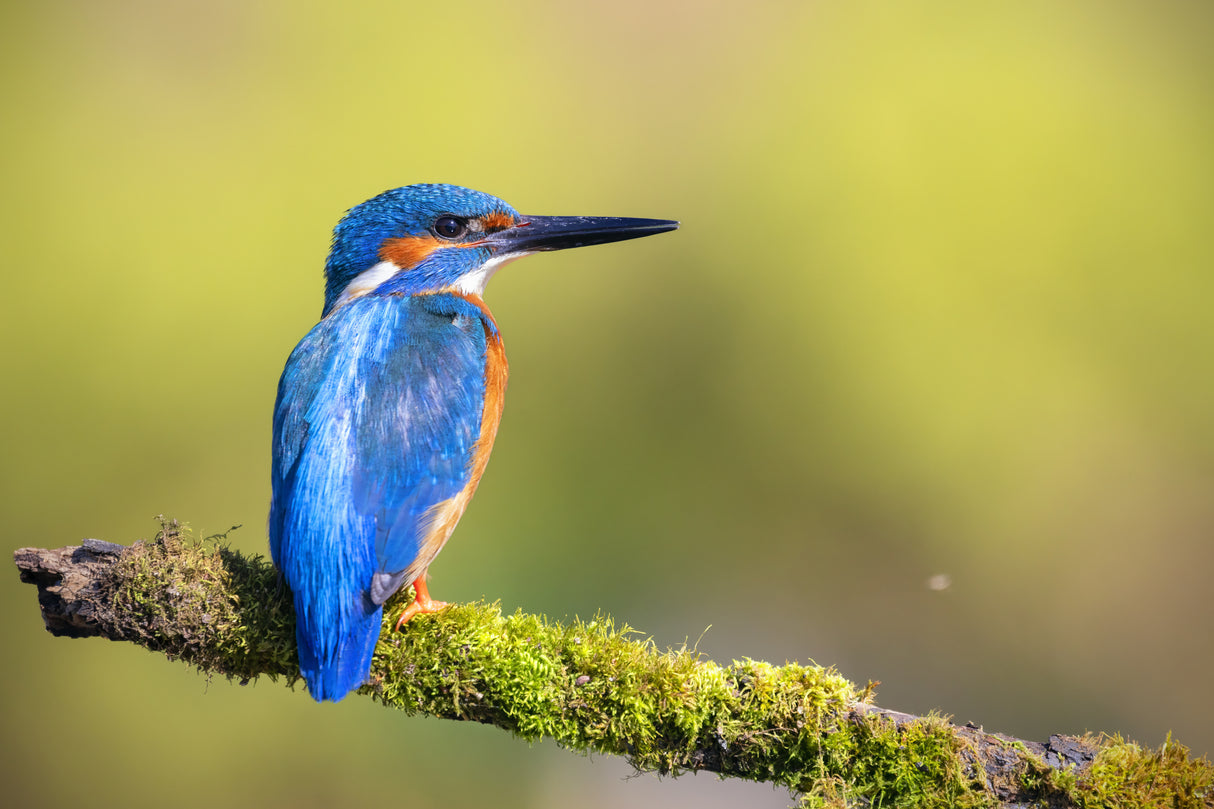 Mr. Fisher, Kingfisher! Poster och Canvastavla