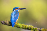 Mr. Fisher, Kingfisher! Poster och Canvastavla