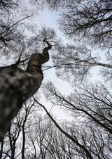 Forest Poster och Canvastavla