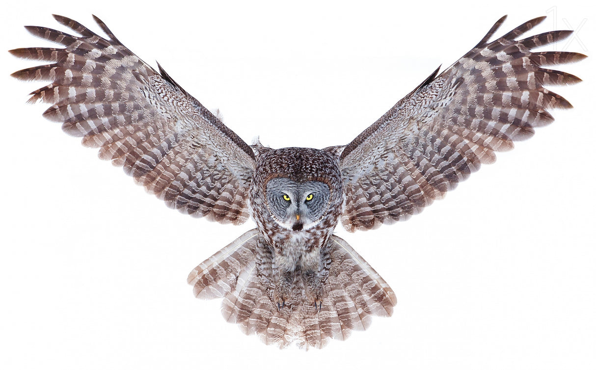 Power - Great Grey Owl Poster och Canvastavla