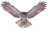Power - Great Grey Owl Poster och Canvastavla