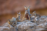 Fox family Poster och Canvastavla