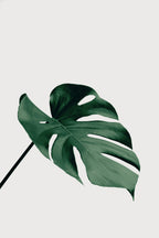 Monstera Natural 05 Poster och Canvastavla