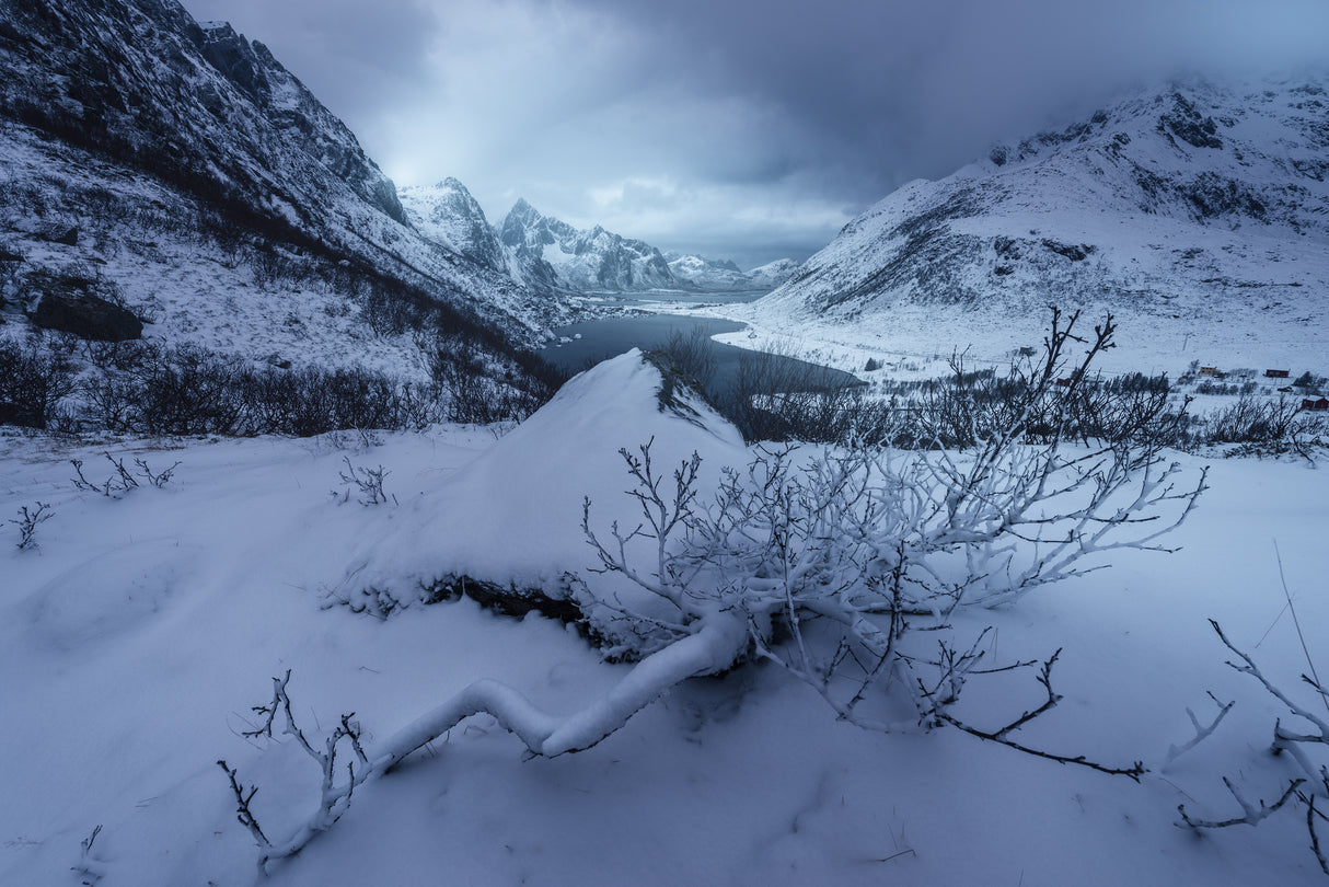 Winter is coming Poster och Canvastavla