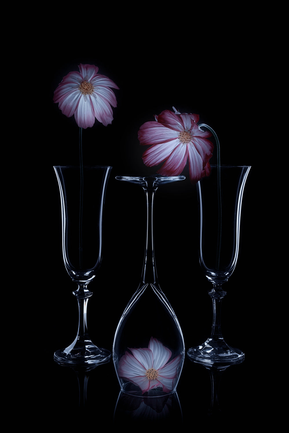 Three Cosmos Poster och Canvastavla