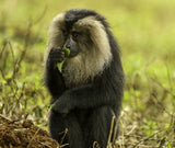 “To chew or not to chew- that is the question!” Poster och Canvastavla