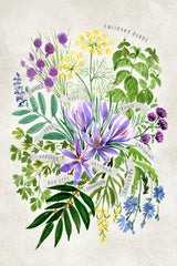 Culinary herbs in vintage gray Poster och Canvastavla