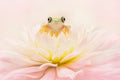 Lemur Tree Frog on a Pink Dahlia Poster och Canvastavla