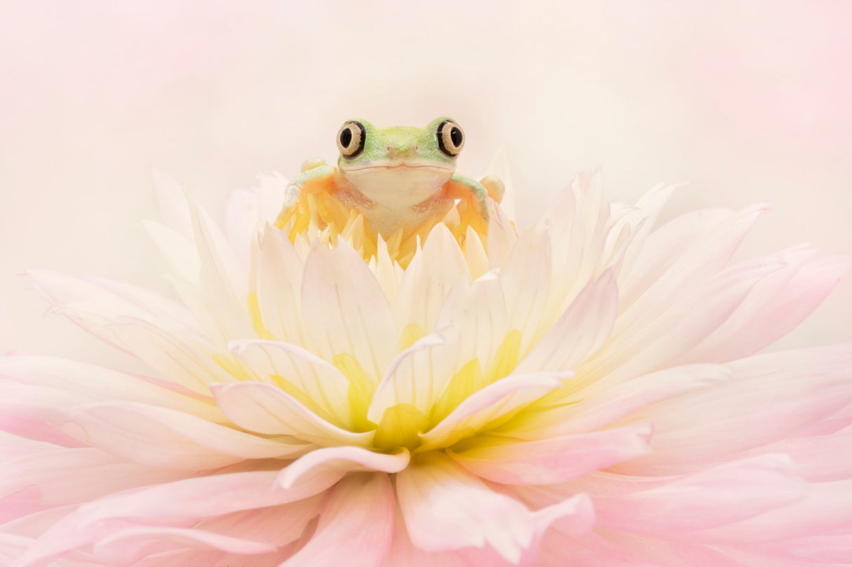 Lemur Tree Frog on a Pink Dahlia Poster och Canvastavla