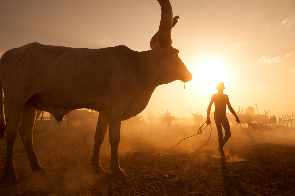 Saving The Cows Poster och Canvastavla