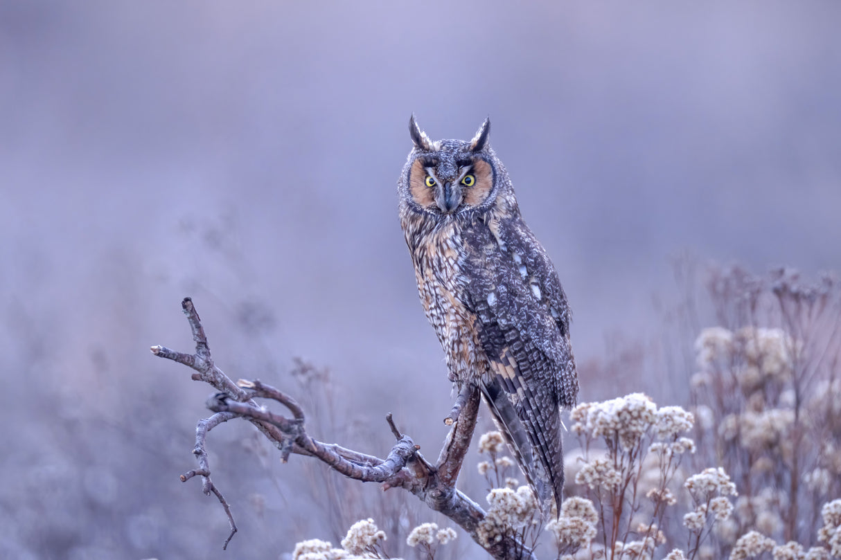 Long-eared owl Poster och Canvastavla