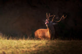 The deer's zeal Poster och Canvastavla