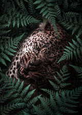 Leopard In Ferns Poster och Canvastavla