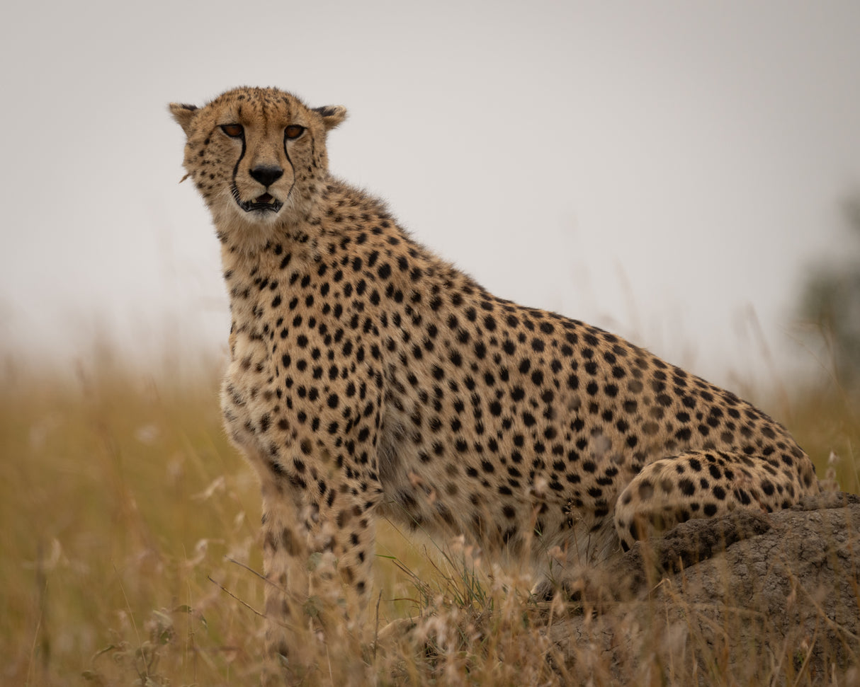 Cheetah ..Mara triangle Poster och Canvastavla