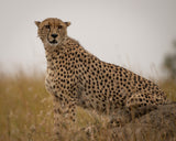 Cheetah ..Mara triangle Poster och Canvastavla