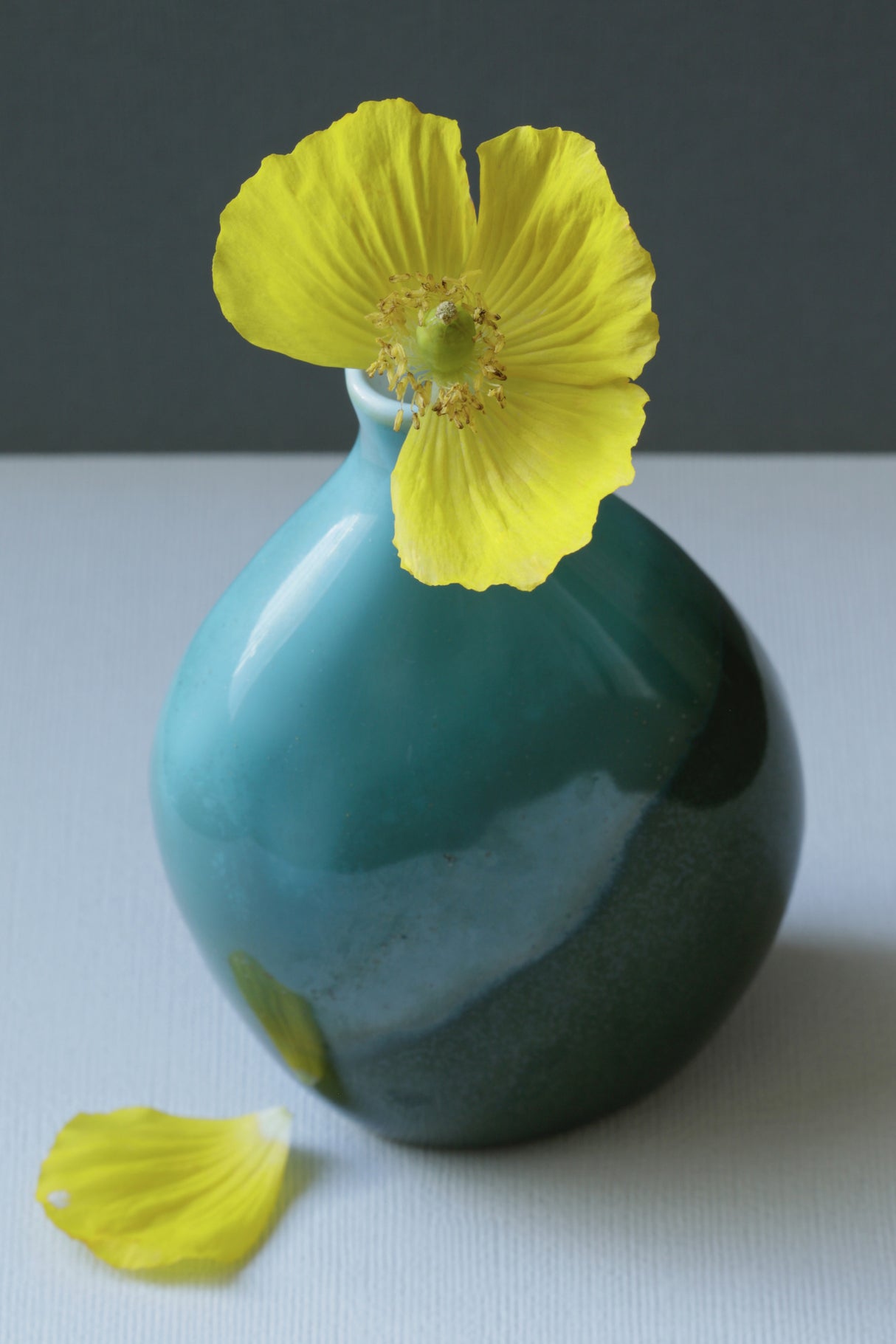 Yellow Welsh Poppy Still Life Closeup Poster och Canvastavla