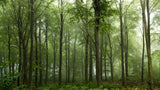 Forest... Poster och Canvastavla